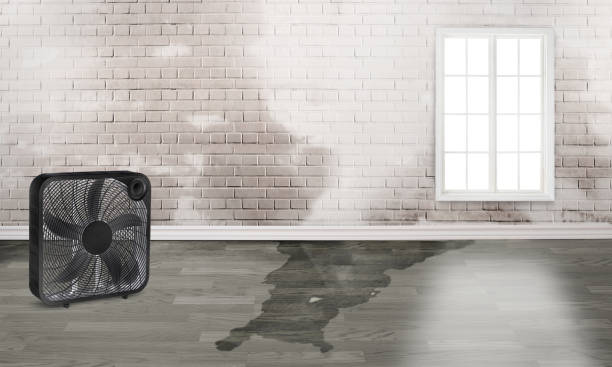  Canterwood, WA Water damage restoration Pros